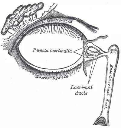 右眼泪液器具，泪腺位于左上角。图片的右侧朝向鼻子