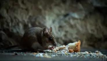图4。家鼠（图片来源：Veer图库）