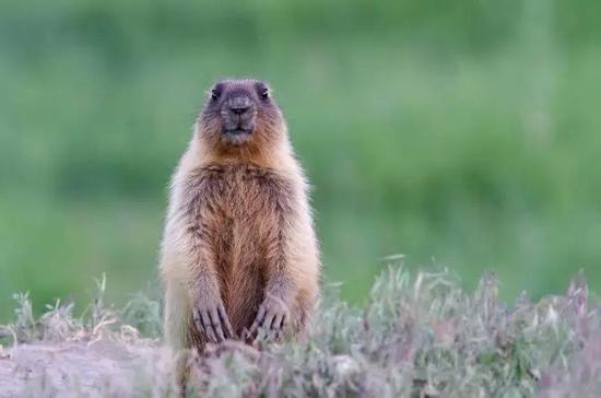 图5。旱獭（土拨鼠）本照片为西伯利亚旱獭Marmota sibiricu，分布内蒙古及俄罗斯、蒙古（图片来源：Veer图库）