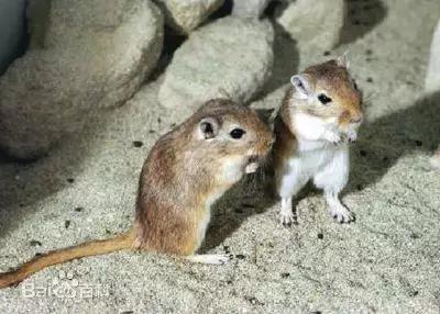 图8。 长爪沙鼠Meriones unguiculatus（图片来源：搜狗图片）