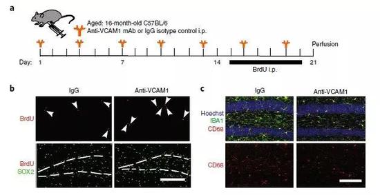  ▲年老小鼠注射抗体阻断VCAM1后，大脑海马区的新生神经元增多了（图片来源：参考资料[1]）