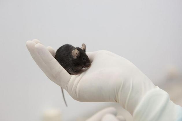 美国底特律亨利•福特医院研究人员研究分析了2013年在俄罗斯Bion-M1宇宙飞船上生活1个月的6只老鼠的软骨样本，发现微重力环境导致老鼠软骨组织出现退化。