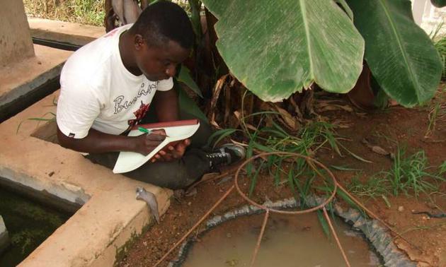 图中是一位研究人员正在观察小型蚊子繁殖池。
