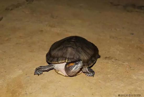 逃逸到大围山国家自然保护区的红耳龟Trachemys scripta elegans