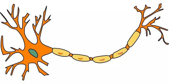 ▲ 神经元，那个长长的轴突就是神经纤维
