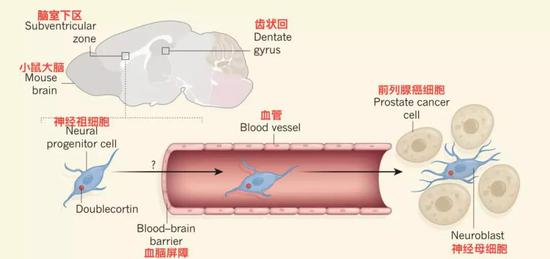▲ 神经干细胞进入肿瘤流程图[1]